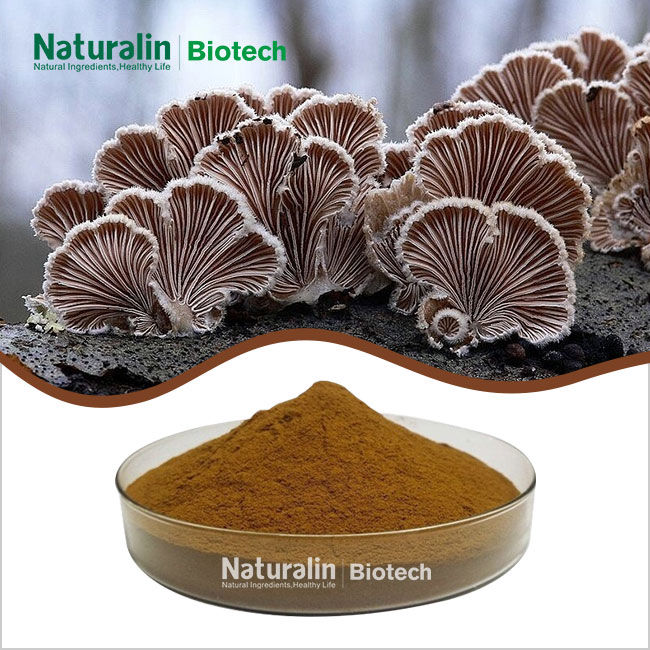 Phellinus Linteus Mushroom Extract
